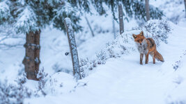 bing_wallpaper_SnowFox_uhd.jpg