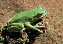 Green_Treefrog_2.jpg