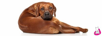 1-RHODESIAN-RIDGEBACK-1600X600_056d3526-b0fb-4c94-a78a-799b6b4a01fa.jpg