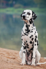 Dalmatian.jpg