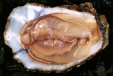 5565650_shellfishthatlookslikevagina3_jpegad0b90480b2d17e387bf78f26f972482.jpg