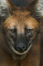 Maned Wolf.jpg