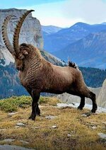 Ibex.jpg