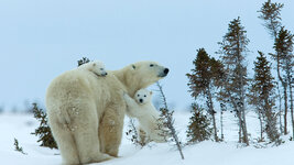 bing_wallpaper_MilsePolarBear_uhd.jpg