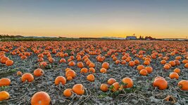 bing_wallpaper_BCPumpkins_1920x1080.jpg