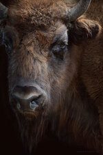 Bison-Portait.jpg