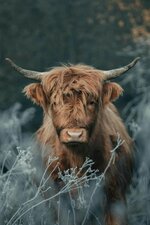 Highlands-Cow.jpg