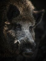 Wild-Boar.jpg