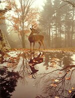 Autumn-deer.jpg