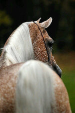 Appaloosa Brown Roan cape.jpg