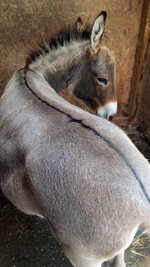 Donkey back stripe.jpg