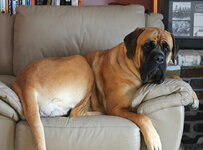 English Mastiff.jpg