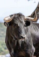 Spanish Bull.jpg