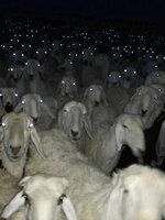 creepy-sheeps.jpg