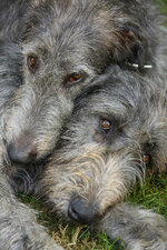 Wolfhounds.jpg