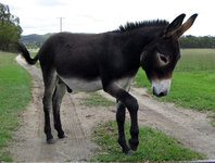 donkey5.jpg