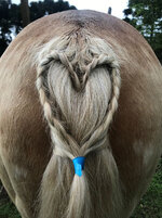 Horse Tail.jpg