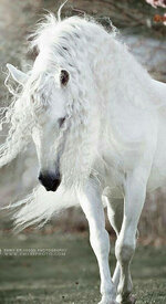 White horse.jpg