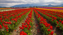 SkagitValleyTulips.jpg