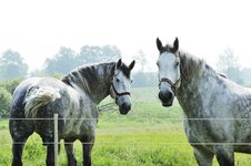 percheron1.jpg