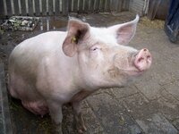 Pig_8907.JPG