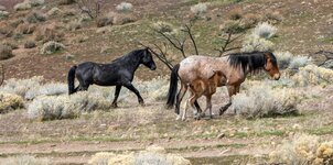 Mustangs with new Foal.jpg