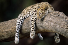 Sleeping-Leopard-HD-Animal-Wallpaper.jpg