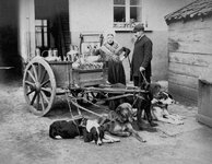 vintage-dog-carts-milk-women-belgium-25.jpg