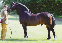 Llanarth Prince of Wales - Cuddy winner Derbyshire Festival 2013 (c. Equinational) For Prizewi...jpg