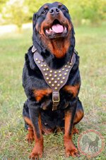 rottweiler-harness-leathern-with-amazing-brass-studs-H15-big.jpg