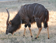 Tragelaphus_angasii_-_Disney's_Animal_Kingdom_Lodge,_Orlando,_Florida,_USA_-_20100119.jpg