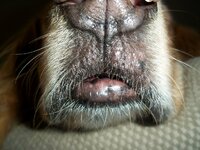 dog_lips_by_cupcakinator.jpg