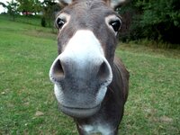 donkey_face_by_wyckedwytchinme-d4agxrr.jpg