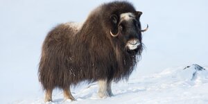 subject-musk ox.jpg