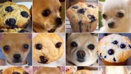 dog-food-debate-blueberry-muffins-chihuahua.png
