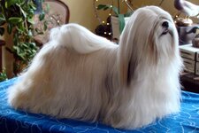 k9_tindra_the_lhasa_apso-600x400.jpg