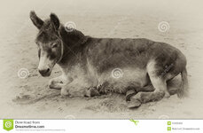 vintage-sepia-toned-image-very-old-donkey-16436482.jpg