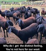 Black sheep.jpg