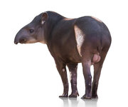 Tapir (1).jpg