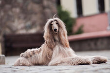 Afghan-Hound-lying-on-the-ground_David-Raihelgauz_Shutterstock.jpg