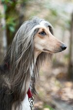 afghan-hound-profile-762115825-2000-8508c4f8c5fe4bfbb6a53da229825836.jpg