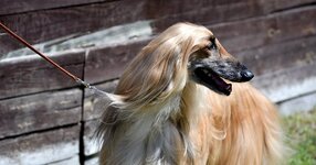 afghan-hound-feature.jpg