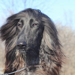 Afghan-Hound-Dog-Breed-head.jpg