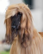 the-afghan-hound-a-guide-for-owners.jpg