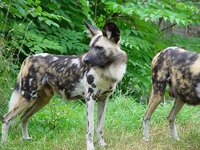 african_wild_dog1.jpg