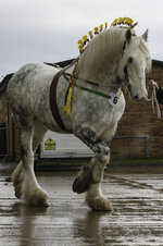 1395170887.huggles_20130317_1345_104_shire_horse_spring_show.jpg