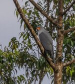 New Britain Goshawk photo Tom Vierus .jpg