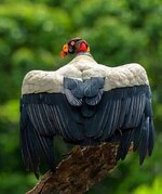 King Vulture.jpg