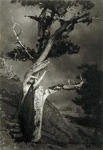 anne-brigman-dying-cedar.jpg!PinterestSmall.jpg