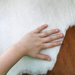 210444-stock-photo-child-hand-girl-animal-fingers-horse.jpg